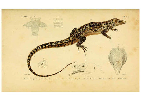 Reproducción/Reproduction 5981850739: Erpétologie générale, ou, Histoire naturelle complète des reptiles Paris :Roret,1834-1854