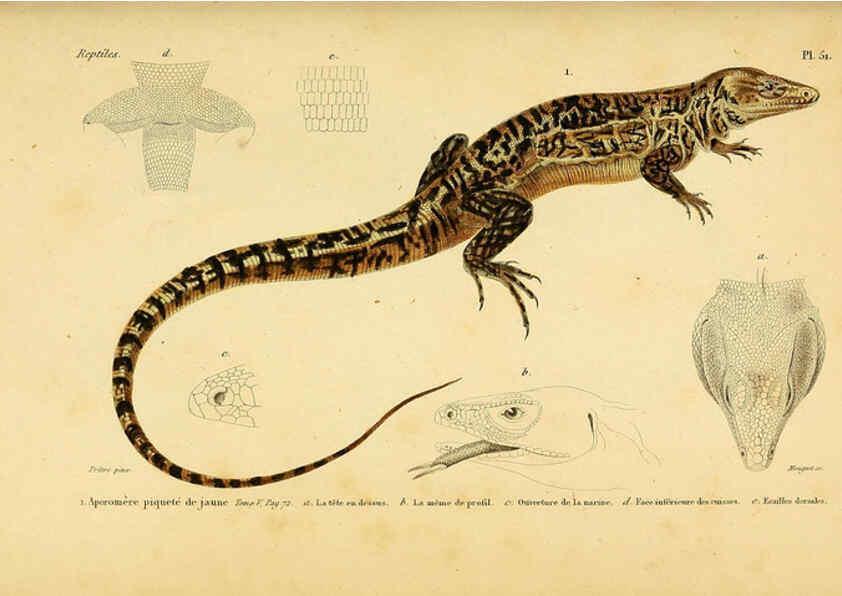 Reproducción/Reproduction 5981850739: Erpétologie générale, ou, Histoire naturelle complète des reptiles Paris :Roret,1834-1854