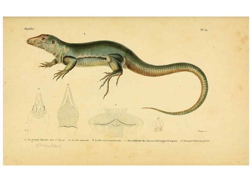 Reproducción/Reproduction 5982412270: Erpétologie générale, ou, Histoire naturelle complète des reptiles Paris :Roret,1834-1854