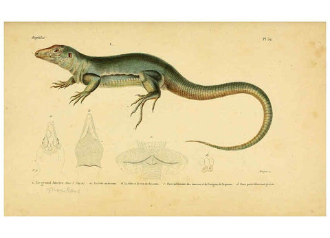 Reproducción/Reproduction 5982412270: Erpétologie générale, ou, Histoire naturelle complète des reptiles Paris :Roret,1834-1854