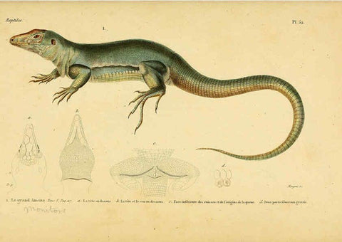 Reproducción/Reproduction 5982412270: Erpétologie générale, ou, Histoire naturelle complète des reptiles Paris :Roret,1834-1854