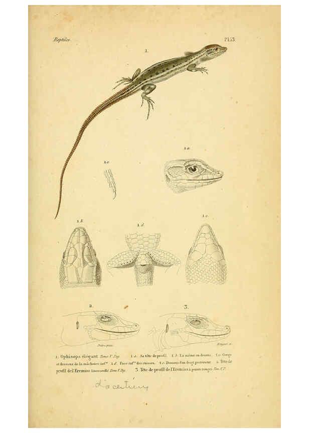 Reproducción/Reproduction 5981851563: Erpétologie générale, ou, Histoire naturelle complète des reptiles Paris :Roret,1834-1854