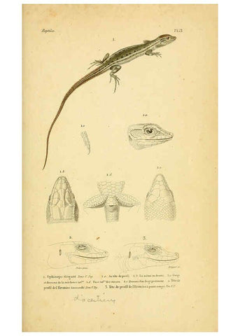 Reproducción/Reproduction 5981851563: Erpétologie générale, ou, Histoire naturelle complète des reptiles Paris :Roret,1834-1854