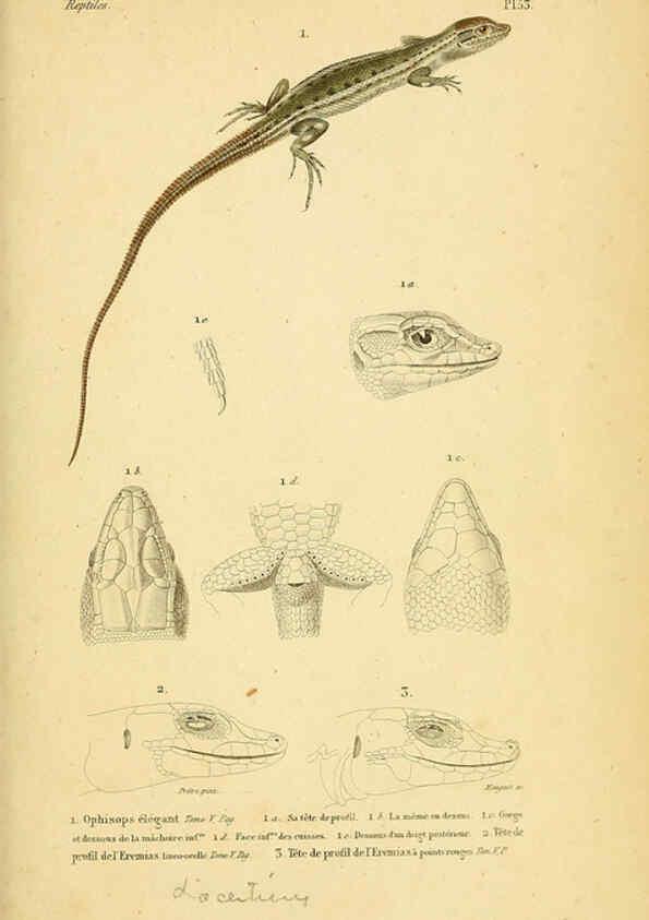 Reproducción/Reproduction 5981851563: Erpétologie générale, ou, Histoire naturelle complète des reptiles Paris :Roret,1834-1854
