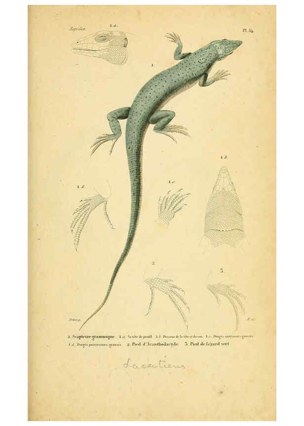Reproducción/Reproduction 5982412950: Erpétologie générale, ou, Histoire naturelle complète des reptiles Paris :Roret,1834-1854