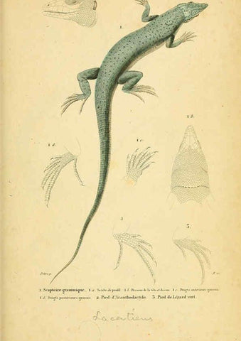 Reproducción/Reproduction 5982412950: Erpétologie générale, ou, Histoire naturelle complète des reptiles Paris :Roret,1834-1854