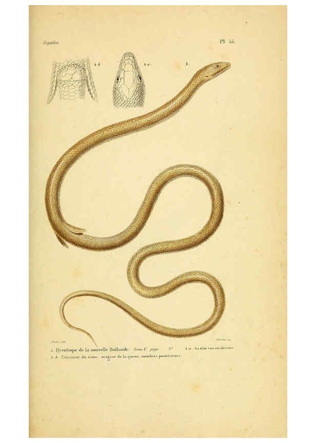 Reproducción/Reproduction 5982413226: Erpétologie générale, ou, Histoire naturelle complète des reptiles Paris :Roret,1834-1854
