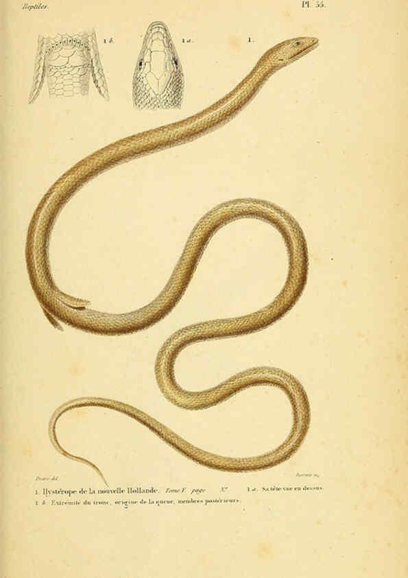 Reproducción/Reproduction 5982413226: Erpétologie générale, ou, Histoire naturelle complète des reptiles Paris :Roret,1834-1854