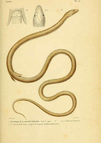 Reproducción/Reproduction 5982413226: Erpétologie générale, ou, Histoire naturelle complète des reptiles Paris :Roret,1834-1854