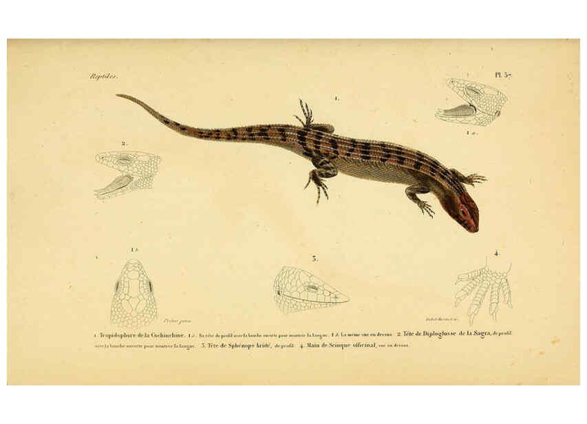 Reproducción/Reproduction 5981852829: Erpétologie générale, ou, Histoire naturelle complète des reptiles Paris :Roret,1834-1854