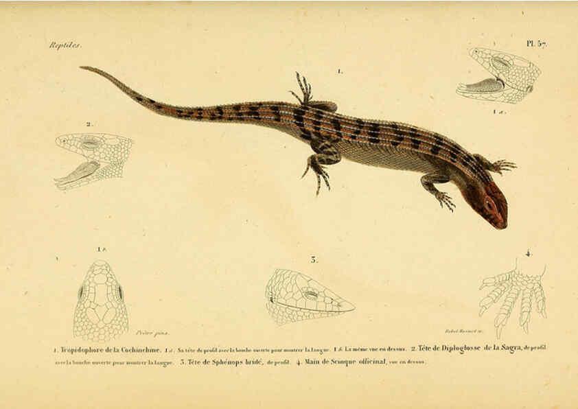 Reproducción/Reproduction 5981852829: Erpétologie générale, ou, Histoire naturelle complète des reptiles Paris :Roret,1834-1854