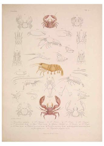 Reproducción/Reproduction 5984239869: Histoire physique, politique et naturelle de l'ile de Cuba: Atlas:Insects Paris :A. Bertrand,1838-1857
