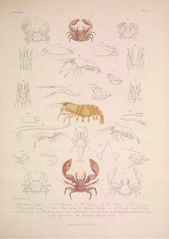 Reproducción/Reproduction 5984239869: Histoire physique, politique et naturelle de l'ile de Cuba: Atlas:Insects Paris :A. Bertrand,1838-1857