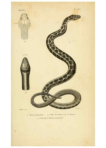 Reproducción/Reproduction 5981859815: Erpétologie générale, ou, Histoire naturelle complète des reptiles Paris :Roret,1834-1854