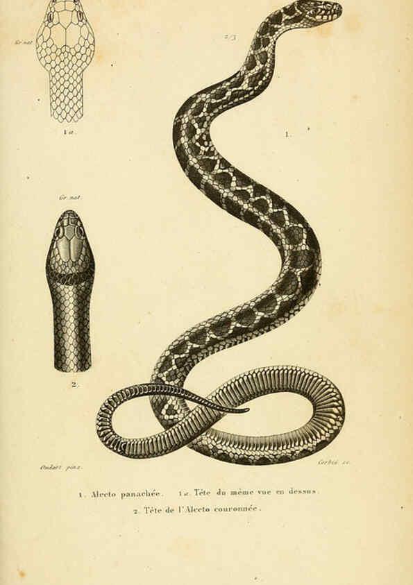Reproducción/Reproduction 5981859815: Erpétologie générale, ou, Histoire naturelle complète des reptiles Paris :Roret,1834-1854