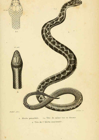 Reproducción/Reproduction 5981859815: Erpétologie générale, ou, Histoire naturelle complète des reptiles Paris :Roret,1834-1854