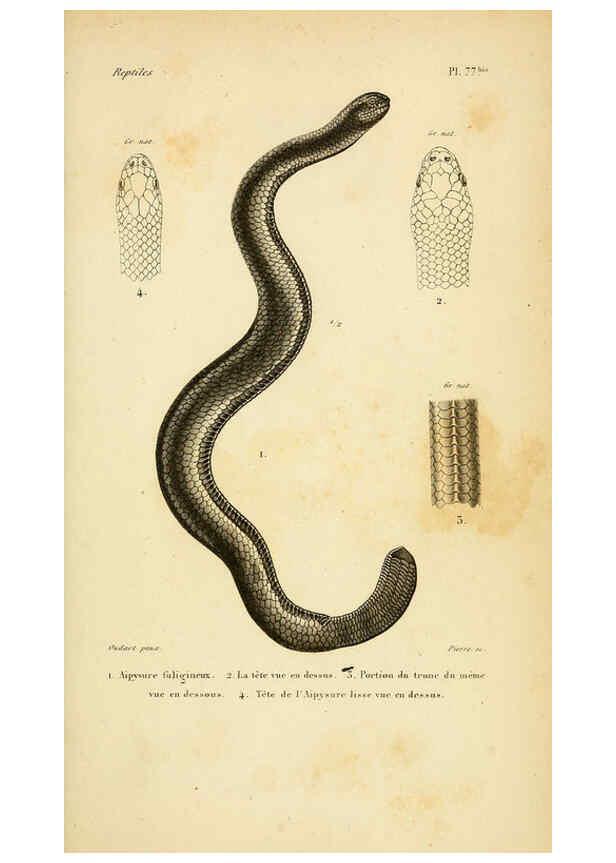 Reproducción/Reproduction 5982421646: Erpétologie générale, ou, Histoire naturelle complète des reptiles Paris :Roret,1834-1854