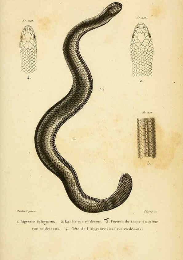 Reproducción/Reproduction 5982421646: Erpétologie générale, ou, Histoire naturelle complète des reptiles Paris :Roret,1834-1854