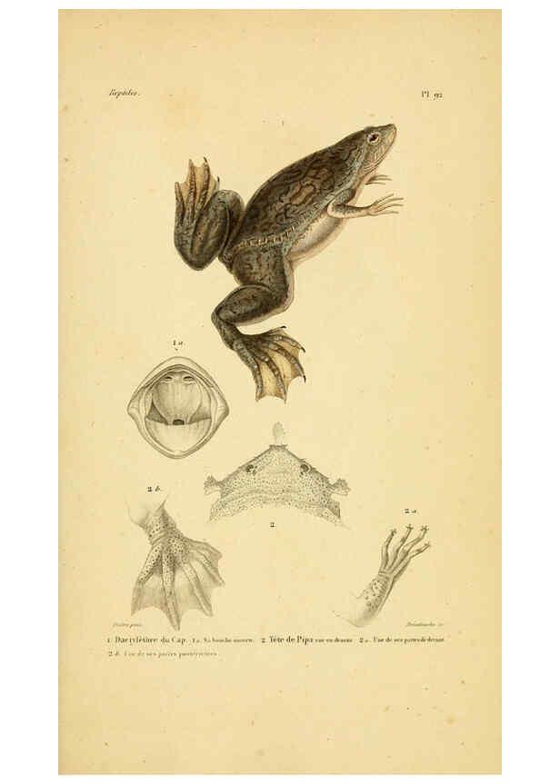 Reproducción/Reproduction 5982436096: Erpétologie générale, ou, Histoire naturelle complète des reptiles Paris :Roret,1834-1854