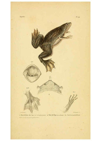 Reproducción/Reproduction 5982436096: Erpétologie générale, ou, Histoire naturelle complète des reptiles Paris :Roret,1834-1854