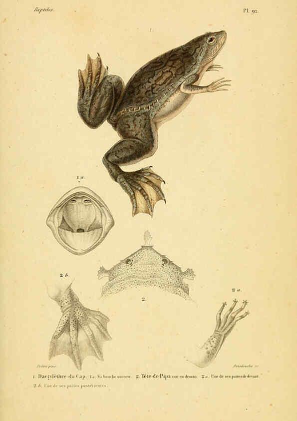 Reproducción/Reproduction 5982436096: Erpétologie générale, ou, Histoire naturelle complète des reptiles Paris :Roret,1834-1854