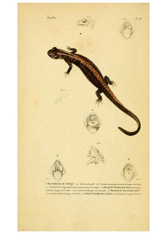 Reproducción/Reproduction 5981875785: Erpétologie générale, ou, Histoire naturelle complète des reptiles Paris :Roret,1834-1854