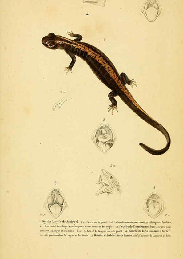 Reproducción/Reproduction 5981875785: Erpétologie générale, ou, Histoire naturelle complète des reptiles Paris :Roret,1834-1854