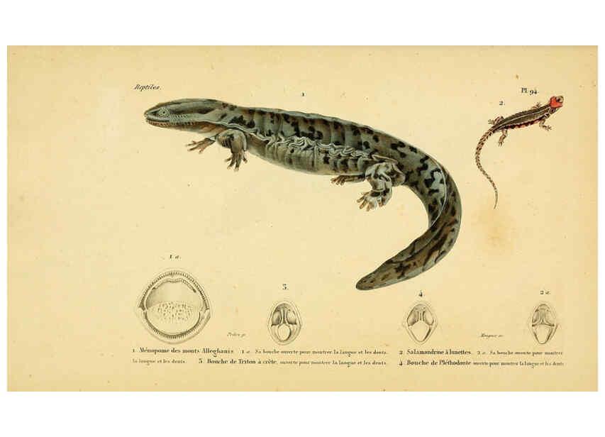Reproducción/Reproduction 5982436984: Erpétologie générale, ou, Histoire naturelle complète des reptiles Paris :Roret,1834-1854