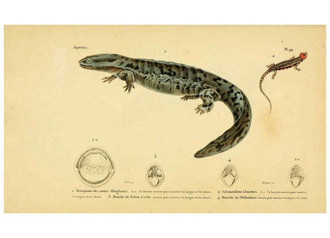 Reproducción/Reproduction 5982436984: Erpétologie générale, ou, Histoire naturelle complète des reptiles Paris :Roret,1834-1854