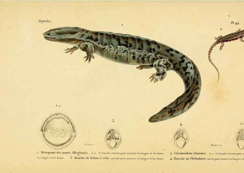 Reproducción/Reproduction 5982436984: Erpétologie générale, ou, Histoire naturelle complète des reptiles Paris :Roret,1834-1854