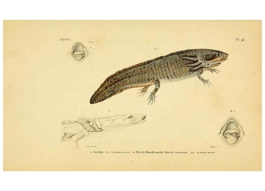 Reproducción/Reproduction 5981876577: Erpétologie générale, ou, Histoire naturelle complète des reptiles Paris :Roret,1834-1854