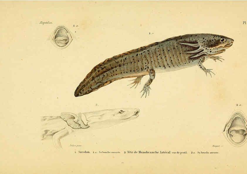 Reproducción/Reproduction 5981876577: Erpétologie générale, ou, Histoire naturelle complète des reptiles Paris :Roret,1834-1854