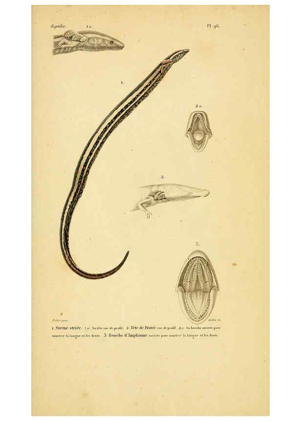 Reproducción/Reproduction 5982437716: Erpétologie générale, ou, Histoire naturelle complète des reptiles Paris :Roret,1834-1854