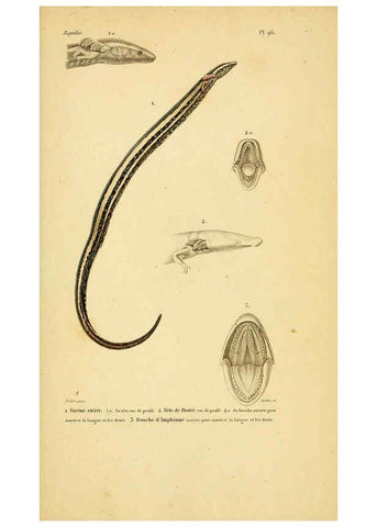 Reproducción/Reproduction 5982437716: Erpétologie générale, ou, Histoire naturelle complète des reptiles Paris :Roret,1834-1854