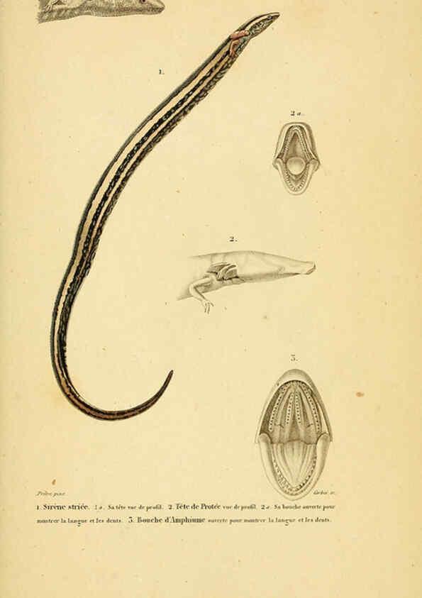 Reproducción/Reproduction 5982437716: Erpétologie générale, ou, Histoire naturelle complète des reptiles Paris :Roret,1834-1854
