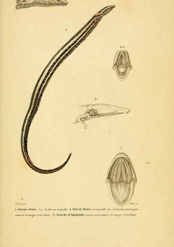 Reproducción/Reproduction 5982437716: Erpétologie générale, ou, Histoire naturelle complète des reptiles Paris :Roret,1834-1854