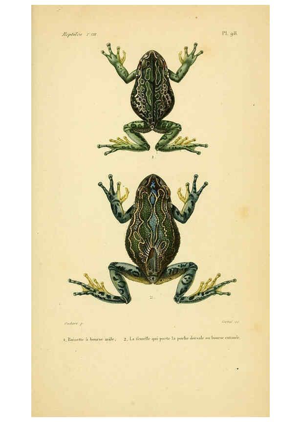 Reproducción/Reproduction 5981877805: Erpétologie générale, ou, Histoire naturelle complète des reptiles Paris :Roret,1834-1854