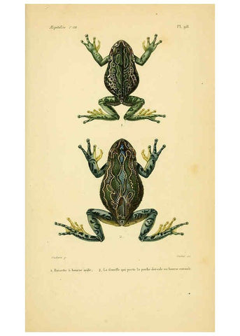 Reproducción/Reproduction 5981877805: Erpétologie générale, ou, Histoire naturelle complète des reptiles Paris :Roret,1834-1854