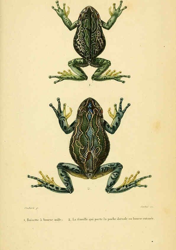 Reproducción/Reproduction 5981877805: Erpétologie générale, ou, Histoire naturelle complète des reptiles Paris :Roret,1834-1854