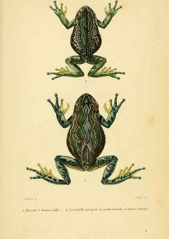 Reproducción/Reproduction 5981877805: Erpétologie générale, ou, Histoire naturelle complète des reptiles Paris :Roret,1834-1854