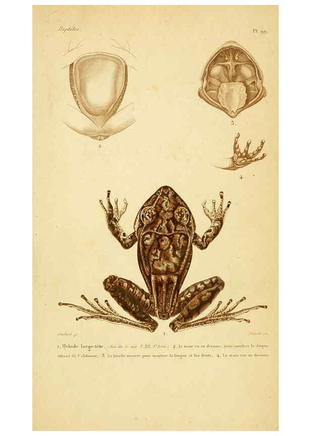 Reproducción/Reproduction 5981878207: Erpétologie générale, ou, Histoire naturelle complète des reptiles Paris :Roret,1834-1854