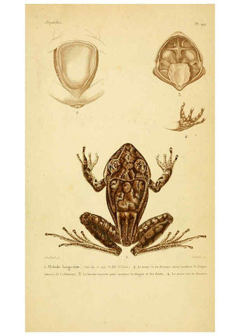 Reproducción/Reproduction 5981878207: Erpétologie générale, ou, Histoire naturelle complète des reptiles Paris :Roret,1834-1854