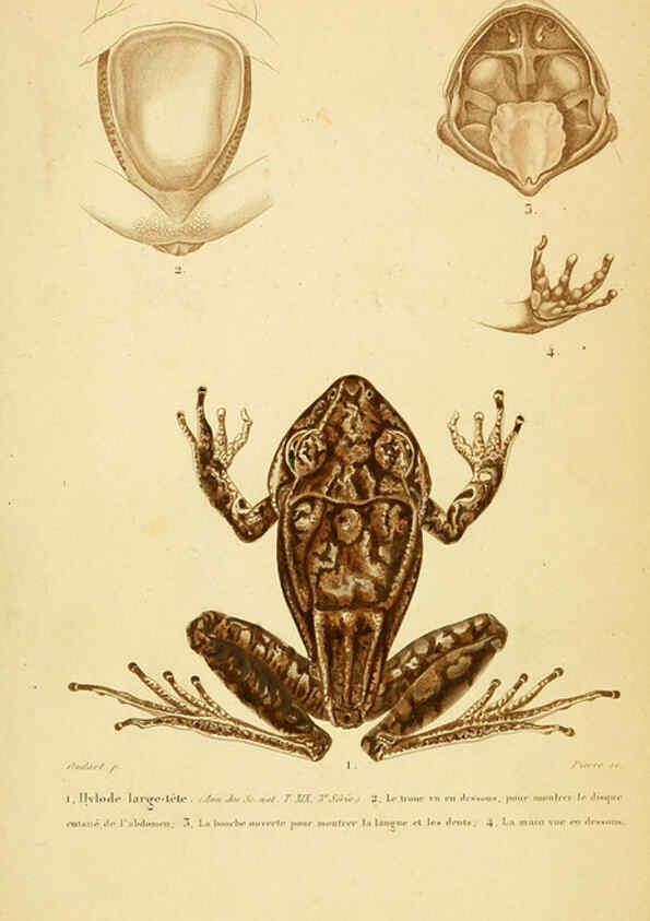 Reproducción/Reproduction 5981878207: Erpétologie générale, ou, Histoire naturelle complète des reptiles Paris :Roret,1834-1854