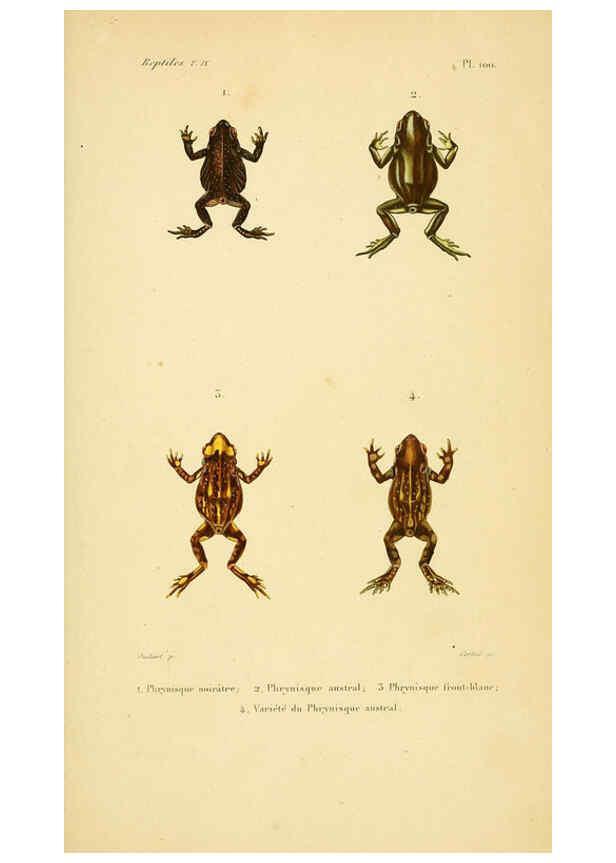 Reproducción/Reproduction 5981878541: Erpétologie générale, ou, Histoire naturelle complète des reptiles Paris :Roret,1834-1854