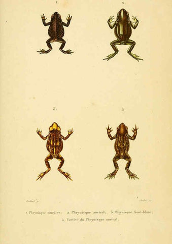 Reproducción/Reproduction 5981878541: Erpétologie générale, ou, Histoire naturelle complète des reptiles Paris :Roret,1834-1854