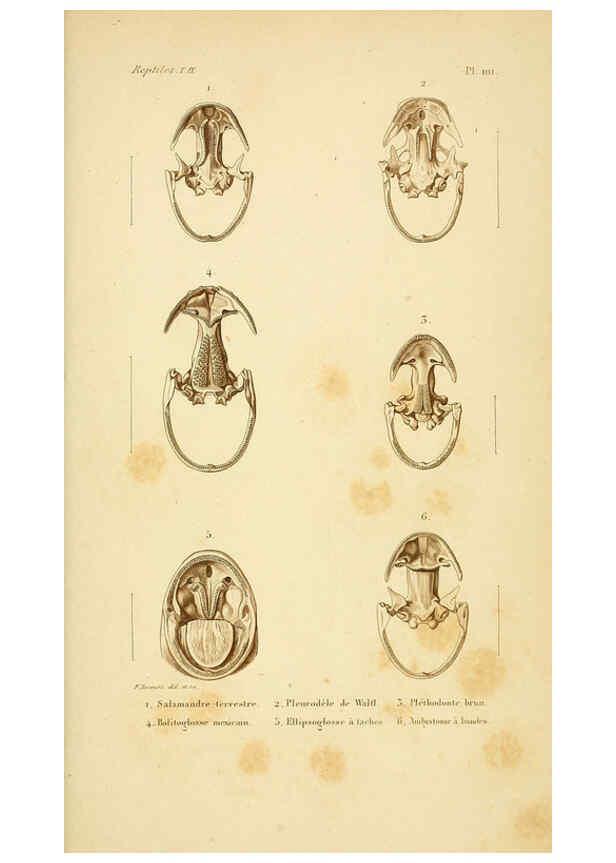 Reproducción/Reproduction 5982439546: Erpétologie générale, ou, Histoire naturelle complète des reptiles Paris :Roret,1834-1854