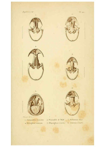 Reproducción/Reproduction 5982439546: Erpétologie générale, ou, Histoire naturelle complète des reptiles Paris :Roret,1834-1854