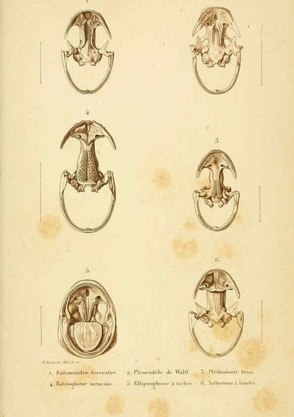 Reproducción/Reproduction 5982439546: Erpétologie générale, ou, Histoire naturelle complète des reptiles Paris :Roret,1834-1854