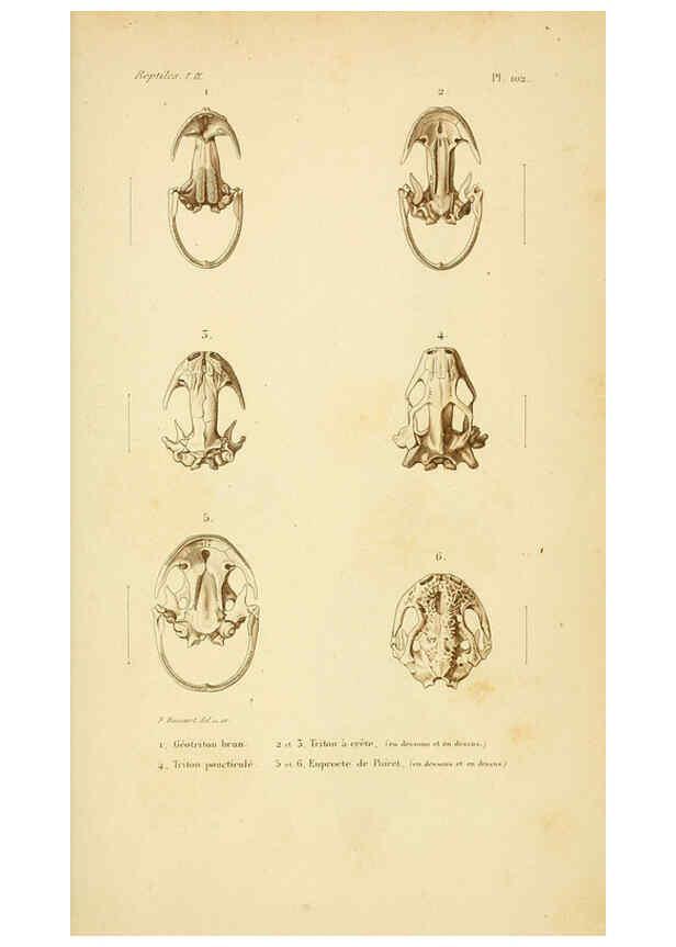 Reproducción/Reproduction 5982439950: Erpétologie générale, ou, Histoire naturelle complète des reptiles Paris :Roret,1834-1854