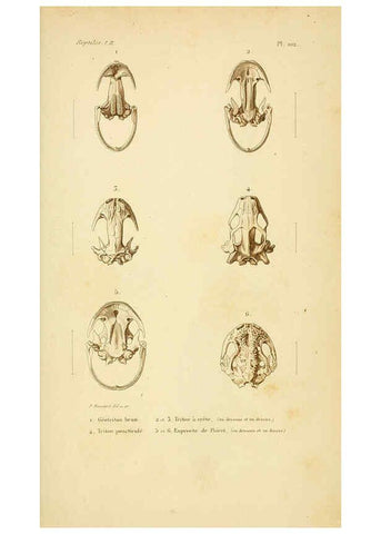 Reproducción/Reproduction 5982439950: Erpétologie générale, ou, Histoire naturelle complète des reptiles Paris :Roret,1834-1854